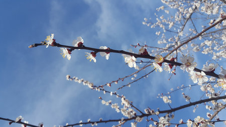 Beautiful blooming tree with flowers in full bloomの写真素材