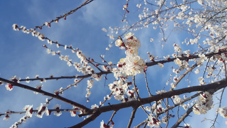 Beautiful blooming tree with flowers in full bloomの写真素材