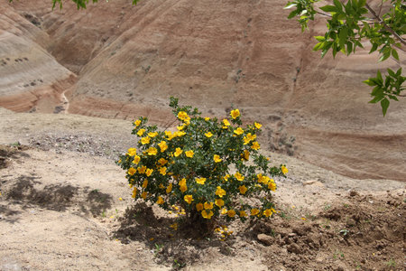 Blooming bush with yellow flowers on a hillの写真素材