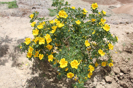 Blooming bush with yellow flowers on a hillの写真素材