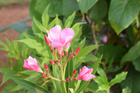 Pink Frangipani