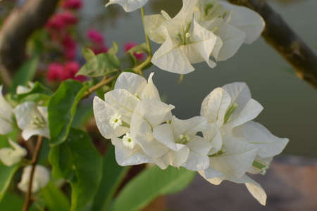 Bougainvillea flower whiteの写真素材