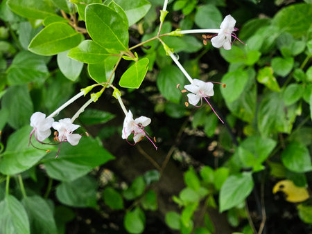 Natural White Flower Stems with Long Pink Filaments close-up shot of small white, four-petaled flowers (likely Nyctanthes arbor-tristis or similar) with long pink stamens/filamentsの写真素材