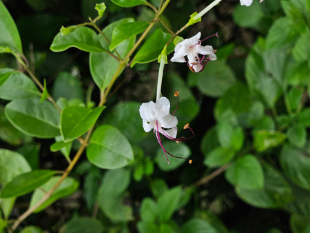 Close up of a white flower with green leaves in the background.の写真素材