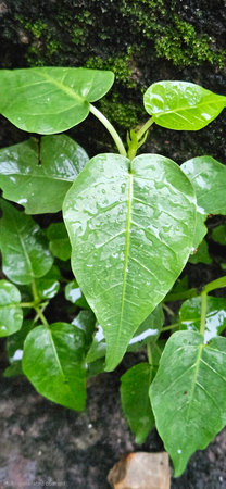 green leaf with water drop on the ground in the rainforest.の写真素材
