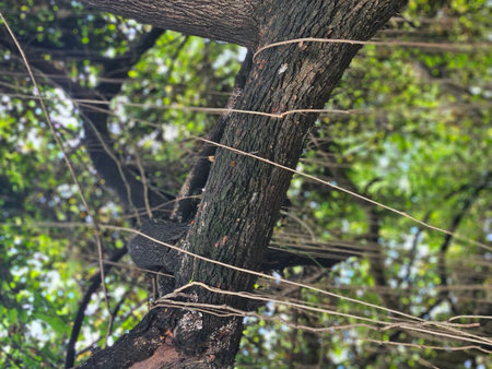 A closeup shot of a tree in the rainforest of Sri Lanka