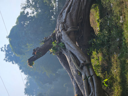 Tree roots in a foggy morning at Phuket, Thailandの写真素材