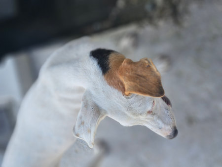 Jack Russell Terrier dog looking at the camera, selective focus.の写真素材