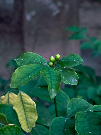 Green leaves and fruits in the garden.