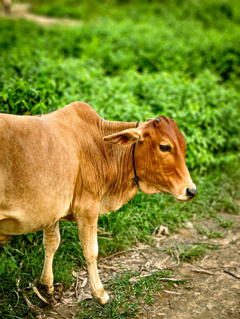 Cow in the field, Thailand. (Cows in Thailand)