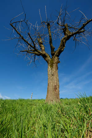 Tree in Spring