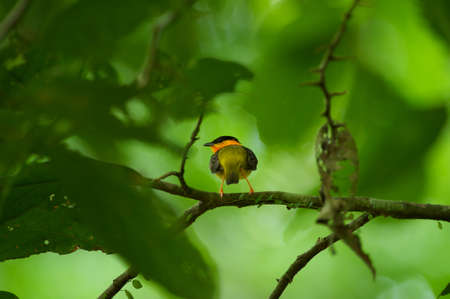 Orange-Collored Manakinの写真素材