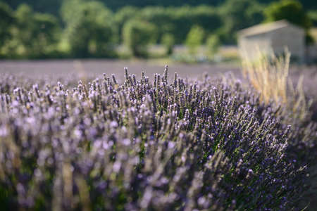 Lavender landscapeの写真素材