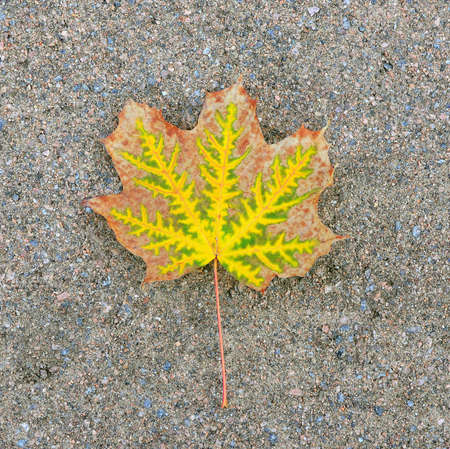 The autumn leaf of a maple fell from a tree to a gravelly path.