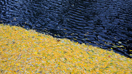 Autumn yellow leaves fell from the trees growing near the lake to water. the wind beat them to the...