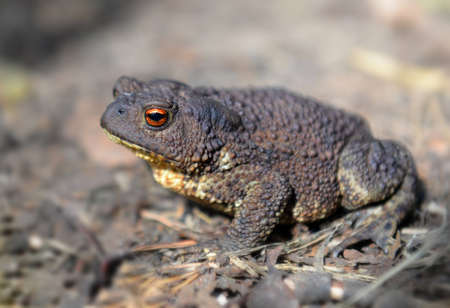 large beautiful toad sitting on the ground. focus on the head and an eye.