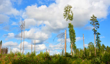 Landscape. A large part of the forest, where a hurricane threw or broke most of the trees.