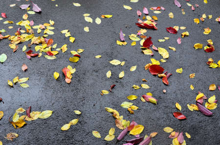 Yellow, red and purple fallen leaves under an autumn rain on the asphalt sidewalk.