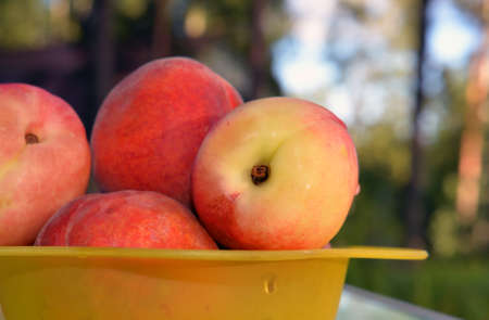 The washed wet fruits of nectarines on a yellow plastic plate outdoor against blur of rural view