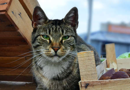 The head of the beautiful motley picturesque homeless cat with green eyes living in the market. The...