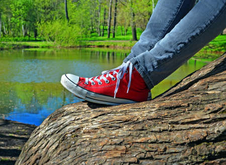 Girl's legs in jeans and red sneakers. She sits on thick inclined trunk of old willow near ...