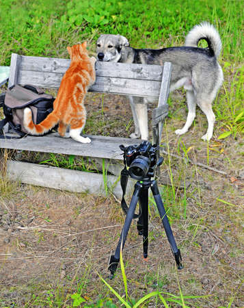 Workplace of  photographer who takes pictures of pets outdoors.
Camera and tripod in  foreground. Cat and dog are waiting for  photo shoot in  background.の写真素材