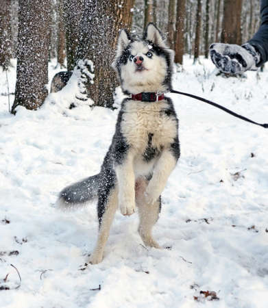The nice puppy of breed a Siberian Huskies plays with the flying snowballs in the winter park. The dog costs on hinder legs. On the right blur hand of the person throwing snow.の写真素材