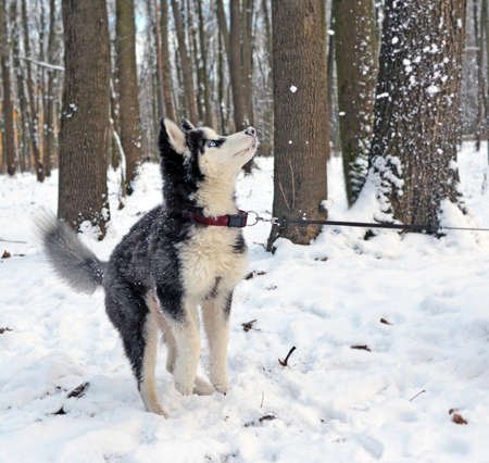 The nice puppy of breed a Siberian Huskies plays with the flying snowballs in the winter park. The dog is going to get up for hinder legs and to catch snow.の写真素材