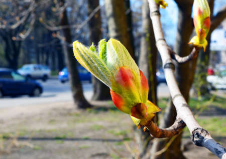 blossoming a horse-chestnut bud against blur street with car traffic.の写真素材