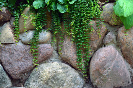 Green plants hang down from a wall from big stonesの写真素材