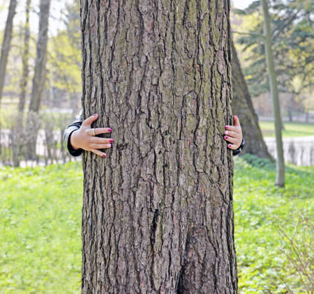 Trunk of big ancient pine and hand of woman embracing tree. It is believed that nature has energy...