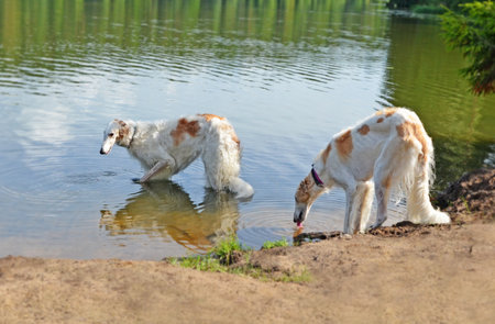 Two Russian borzoi dogs drink water from beautiful forest lake. Surface of pond reflects sky, trees and one of animalsの写真素材