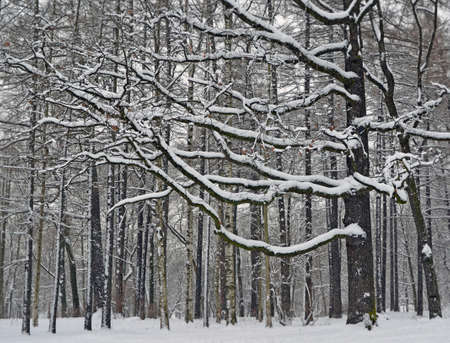 Snowfall in forest or park. Horizontal branches of mighty old oak covered with thick layer of snow. Landscape. Background.の写真素材