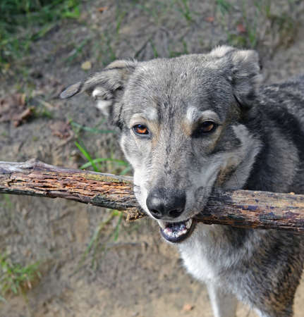 Head of dog with huge rotten wooden stick in teeth, wet fur and a serious, stern expression on its...