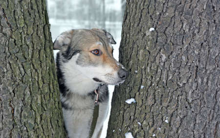 Portrait of domestic underbred dog with snowflakes on face between thick trunks old trees against of...
