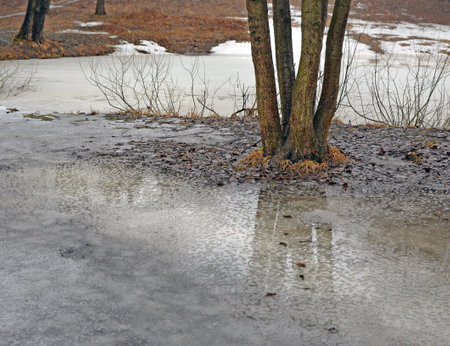 Early spring. Rain. Group of bare trees in park near frozen lake is reflected in a huge puddle on path with melting snow and ice. Landscape.の写真素材