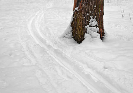 Bottom of large old tree is covered with loose snow in forest or park in winter. Deep ski runs around trunk.の写真素材