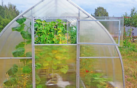 Fragment of greenhouse with open window. Front view. Knitted plants cucumbers and tomatoes grow inside structure.の写真素材