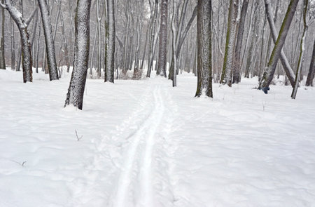 Winter forest or park during snowfall. Ski track goes into distance. Landscape. Background.の写真素材