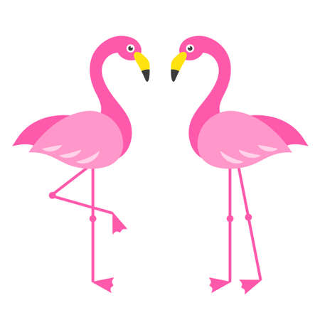 Two pink Flamingo birds isolated on whiteのイラスト素材