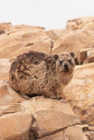 A Rock Hyrax, otherwise known as a Cape Hyrax and a Dassie, sitting on rocks in South Africaの写真素材