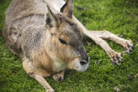 Patagonian cavy at Blackbrook zoo, Staffordshireの写真素材