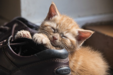 A ginger kitten asleep on a bootの写真素材