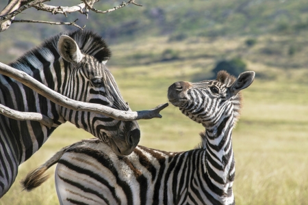 Close up of a baby zebra scratching on a branchの写真素材