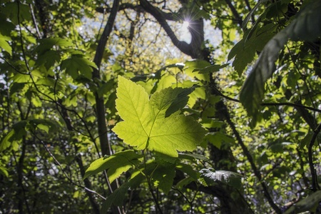 Light shining through a leaf in woodland, North Walesの写真素材