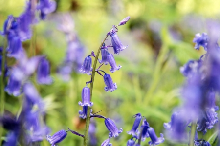 Closeup of a bluebell in a meadowの写真素材