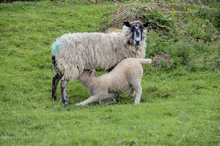 A lamb feeding from it s motherの写真素材