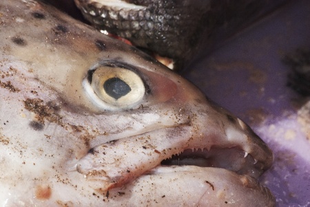 Close up of a fish head being used for bait, South Africaの写真素材