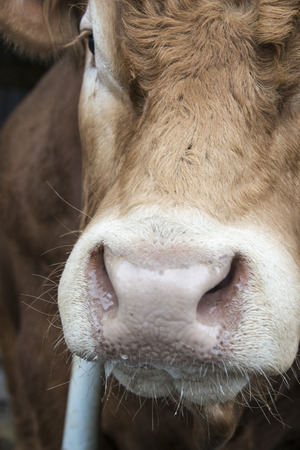 Bull nose close up
の写真素材