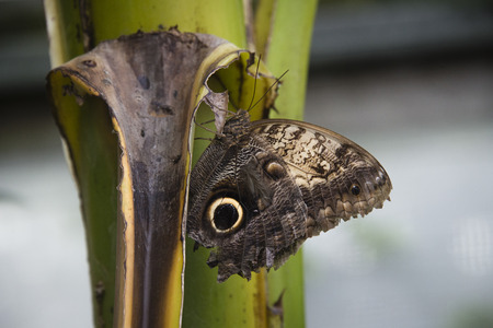 A forest giant owl butterfly sitting on a leaf